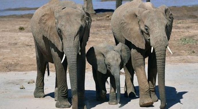 Zimbabve'de fil katliamı