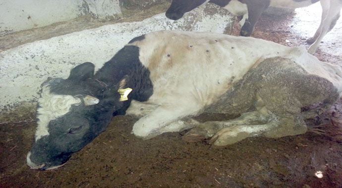 Afrika kökenli hastalık, karantina kararı aldırdı