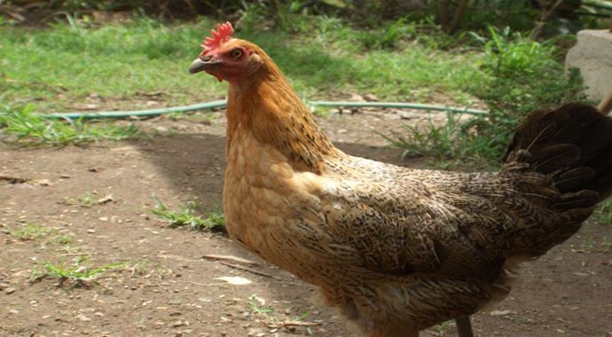 Tavuklar bakteri yuvası Tavuklar bakteri yuvası