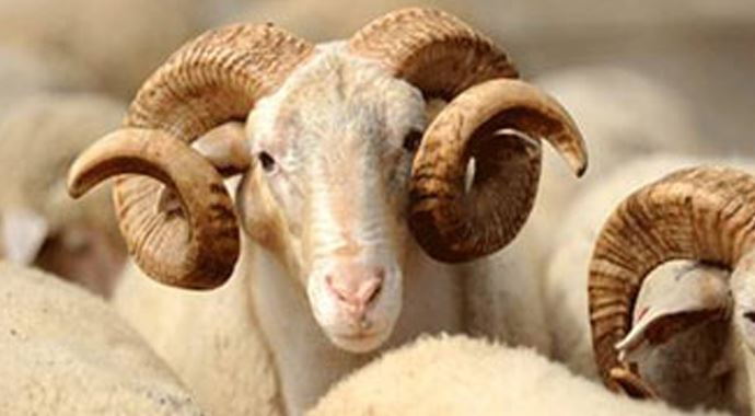 2013 Kurban Bayramı tatili kaç gün 2013 Kurban Bayramı tatili kaç gün