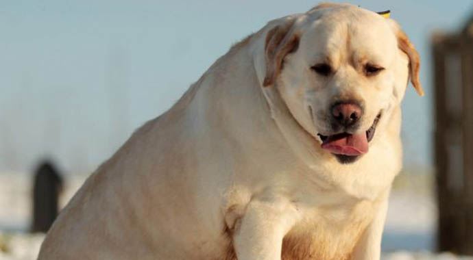 62 kiloluk köpek 40 kilo verdi 62 kiloluk köpek 40 kilo verdi
