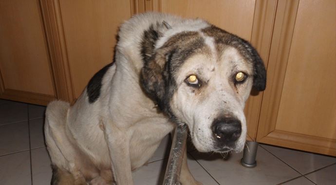 Yaşlanan Çoban köpeğine kalp ilacı alıyor
