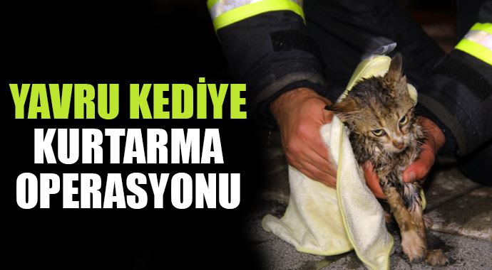 Denize düşen yavru kediye itfaiyeden kurtarma operasyonu Denize düşen yavru kediye itfaiyeden kurtarma operasyonu