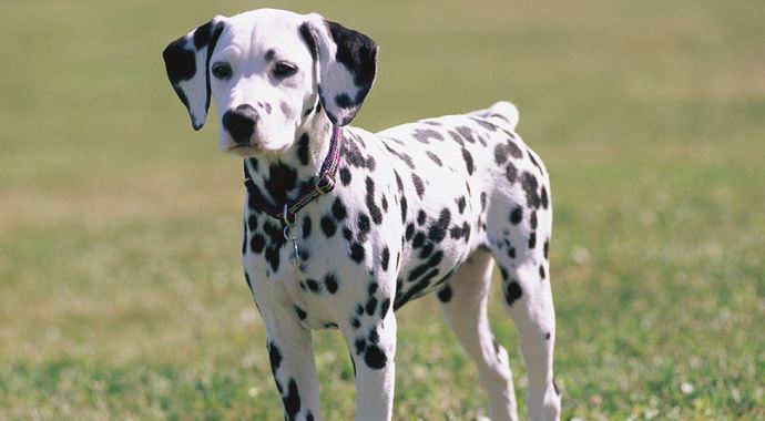 Kaybolan 11 köpeğini ilanlarla arıyor Kaybolan 11 köpeğini ilanlarla arıyor