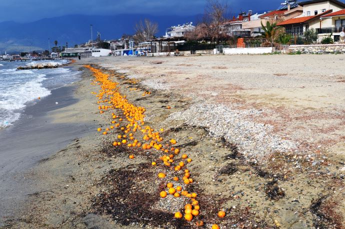 Denize mandalina attılar! Denize mandalina attılar!