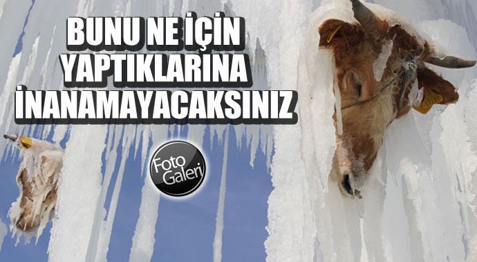 Kesik hayvan başlarına bakın ne yaptılar Kesik hayvan başlarına bakın ne yaptılar