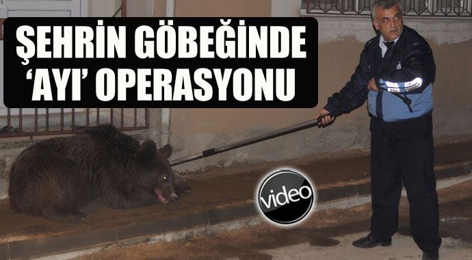 Şehrin göbeğinde &#039;ayı&#039; operasyonu