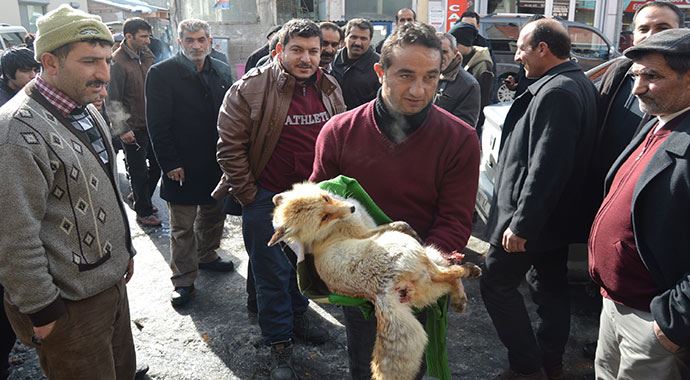 Yaralı tilki koruma altında