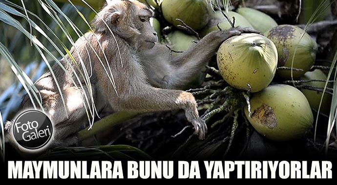 Maymunlara bunu da yaptırıyorlar Maymunlara bunu da yaptırıyorlar