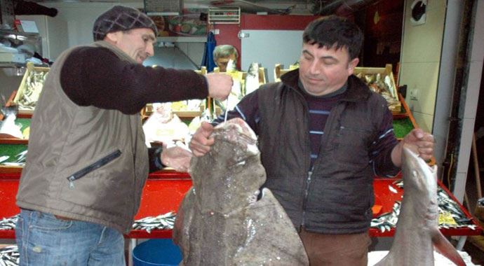 Hamsi ağında köpekbalığı Hamsi ağında köpekbalığı