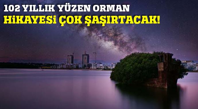 102 yıllık yüzen ormanın şaşırtıcı hikayesi