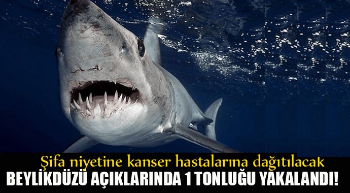 Beylikdüzü açıklarında 1 tonluk köpek balığı yakalandı! Beylikdüzü açıklarında 1 tonluk köpek balığı yakalandı!