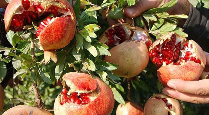 Narın kabuğu suyundan daha şifalı