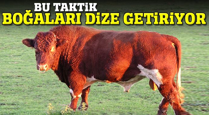 Bu taktik boğaları dize getiriyor! Bu taktik boğaları dize getiriyor!