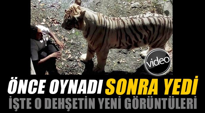 Kaplan genci böyle yedi! İşte yeni görüntüler Kaplan genci böyle yedi! İşte yeni görüntüler