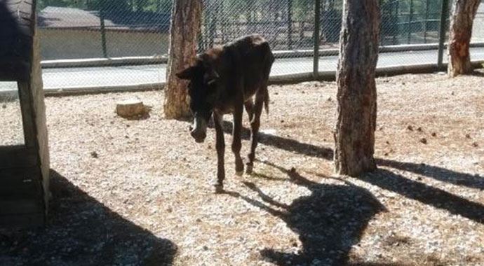 Eşeği sopalarla dövüp gözünü oydular!