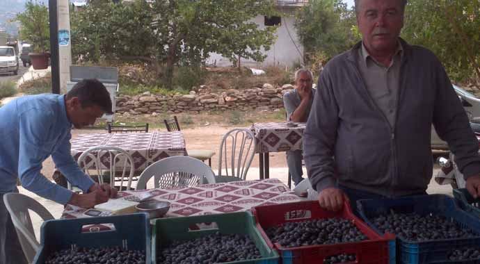 Zeytin üreticileri altın yılını yaşıyor