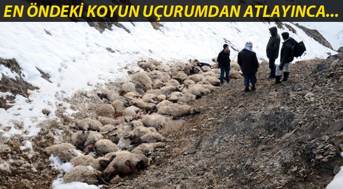 230 koyun art arda uçurumdan atladı 230 koyun art arda uçurumdan atladı