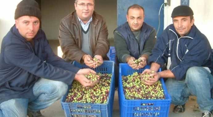 Yeşil zeytin tezgahtaki yerini aldı Yeşil zeytin tezgahtaki yerini aldı