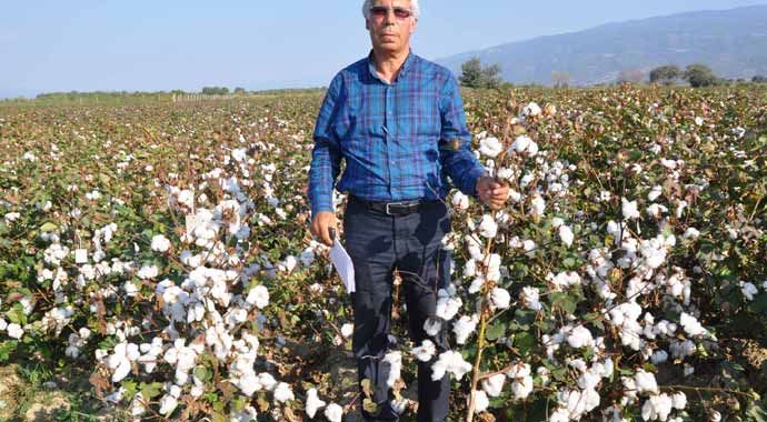Pamuğun fiyatı üreticiyi üzdü Pamuğun fiyatı üreticiyi üzdü