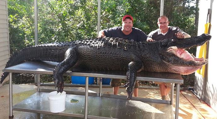 Tam 350 kilo! Tam 350 kilo!