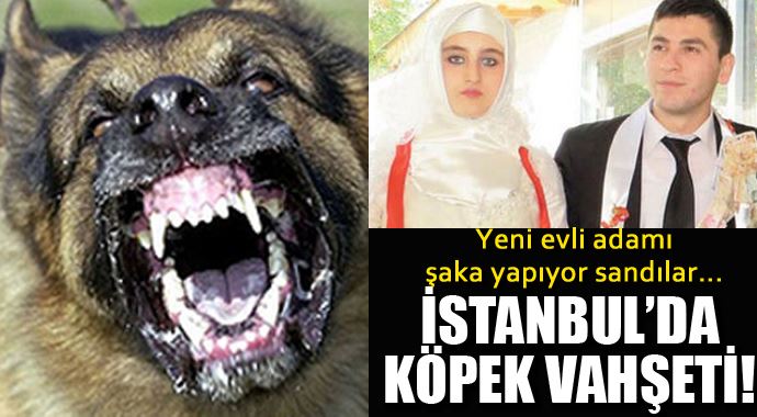 İstanbul&#039;da 5 köpek yeni evli adamı parçaladı!