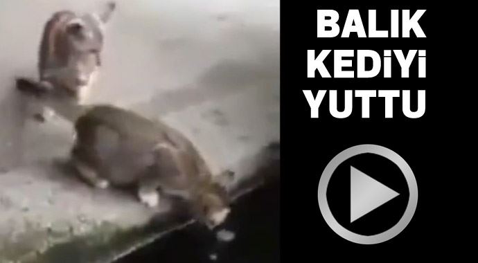 Bu sefer balık kediyi avladı Bu sefer balık kediyi avladı