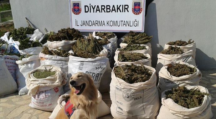 Diyarbakır'da 256 kilo esrar ele geçirildi Diyarbakır'da 256 kilo esrar ele geçirildi