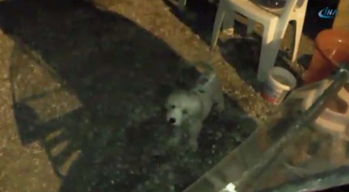 Köpek ölen sahibi için yardım istedi Köpek ölen sahibi için yardım istedi