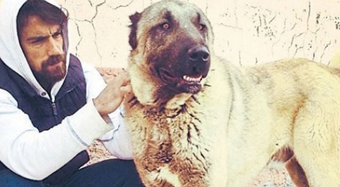 İbrahim Çelikkol'un hayvan sevgisi İbrahim Çelikkol'un hayvan sevgisi