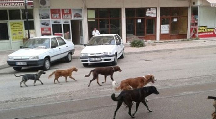 Köpek korkusu felç etti Köpek korkusu felç etti