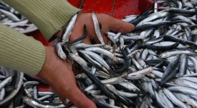 Marmara'da hamsi bolluğu Marmara'da hamsi bolluğu