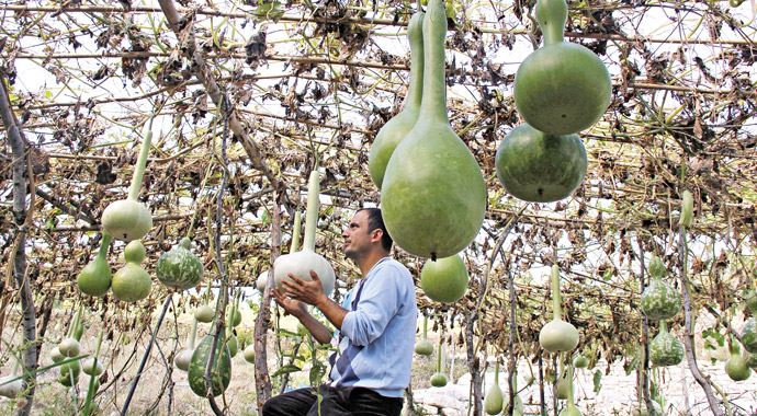 Bu kabak hayatını değiştirdi Bu kabak hayatını değiştirdi