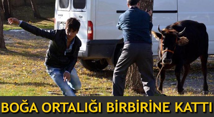 Kurbanlık boğa kaçınca olanlar oldu!
