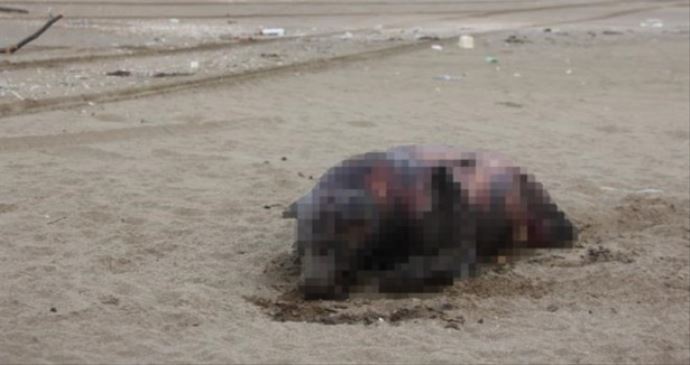 Sahilde bulunan 'yaratık' korkuttu! Sahilde bulunan 'yaratık' korkuttu!