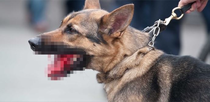 Sokak köpeği 6 aylık bebeği öldürdü