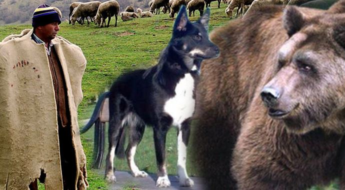 Ayı çobana, köpekler ayıya saldırdı Ayı çobana, köpekler ayıya saldırdı
