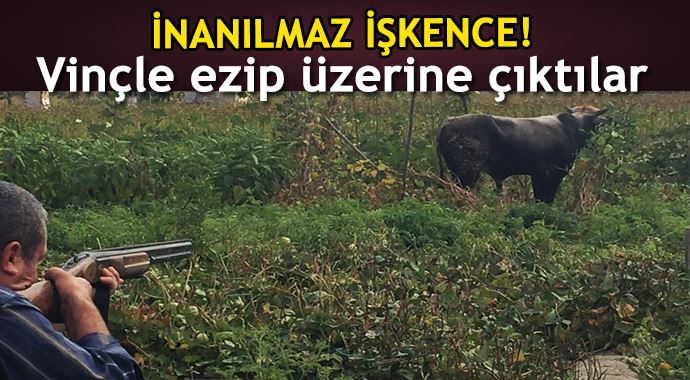 Kırkağaç'ta danaya inanılmaz işkence! Kırkağaç'ta danaya inanılmaz işkence!