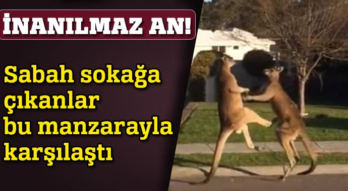 İki kangurunun kavgası böyle görüntülendi! İki kangurunun kavgası böyle görüntülendi!