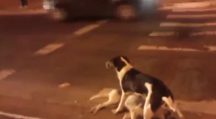 Vefakar köpek ölen arkadaşını böyle korudu.. Vefakar köpek ölen arkadaşını böyle korudu..