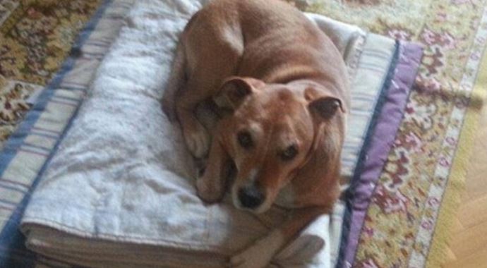 O hemşirenin köpeği itlaf edildi! O hemşirenin köpeği itlaf edildi!