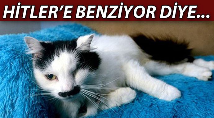 Kediye akıl almaz işkence! Kediye akıl almaz işkence!