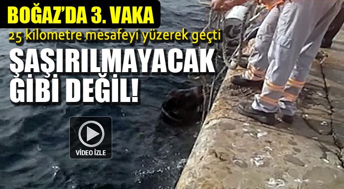 İstanbul Boğazı'nda 3 defa oluyor, şaşırılmayacak gibi değil!