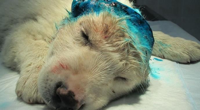 Yavru köpeğe korkunç işkence!