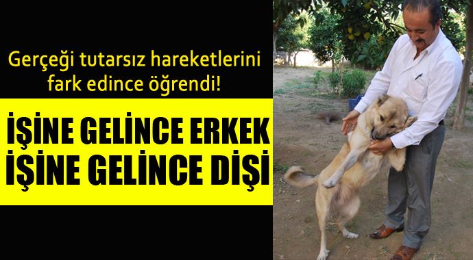 Bu köpek işine gelince erkek, işine gelince dişi! Bu köpek işine gelince erkek, işine gelince dişi!