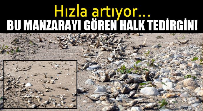 Adıyaman&#039;da korkutan manzara, halk tedirgin!