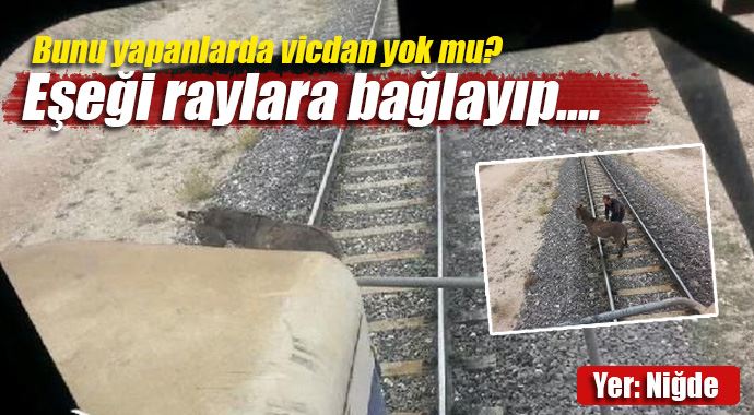 Eşeği raylara bağlayıp ölüme terk ettiler Eşeği raylara bağlayıp ölüme terk ettiler