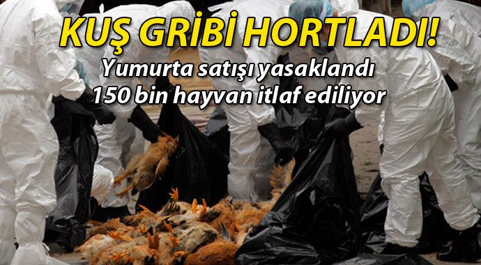 Avrupa'da kuş gribi alarmı Avrupa'da kuş gribi alarmı