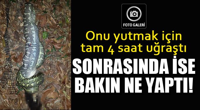 Yılan onu yutmak için tam 4 saat uğraştı ama... Yılan onu yutmak için tam 4 saat uğraştı ama...