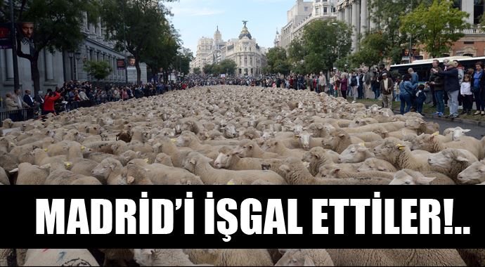 Madrid&#039;i koyunlar bastı
